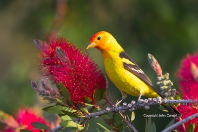 One;Piranga-ludoviciana;Tanager;Western-Tanager;avifauna;bird;birds;color-image;